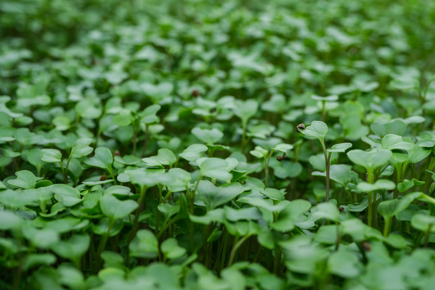 Basic Salad Mix Seeds